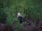 Hawk in the wild - Southern crested caracara CarcarÃƒÆ’Ã‚Â¡