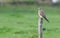 hawk in wildlive sitting on a stick