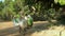 Hawker on bicycle selling items of household goods leaving a grocery store along the village road