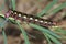 Hawkmoth caterpillar (Hyles gallii)