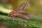 Hawkmoth (Deilephila elpenor)
