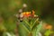 A hawkmoth getting nectar from exotic flowers