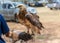 The hawks on hand for show in public park ,and training