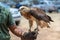 The hawks on hand for show in public park ,and training