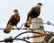 Hawks of the species Caracara plancus, aka Carcara or Caracara in Brazil, on a light pole in the city