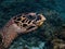 Hawksbill sea turtle close up