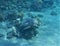 Hawksbill sea turtle Eretmochelys imbricata snorkeling in red sea