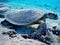 Hawksbill sea turtle Eretmochelys imbricata snorkeling in red sea