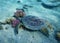 Hawksbill sea turtle Eretmochelys imbricata snorkeling in red sea