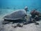 Hawksbill sea turtle Eretmochelys imbricata snorkeling in red sea