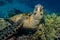 Hawksbill sea turtle in the Red Sea, dahab