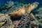 Hawksbill sea turtle in the Red Sea, dahab