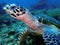 The Hawksbill sea turtle in Tunku Abdul Rahman Park, Kota Kinabalu, Sabah. Malaysia Borneo.