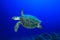 Hawksbill Turtle