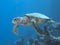 Hawksbill turtle