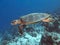 Hawksbill turtle