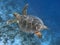 Hawksbill turtle