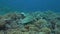 Hawksbill turtle on a Coral reef 4k