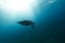 Hawksbill turtle floating in dark blue clear water