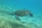 Hawksbill turtle at Lady Musgrave Island reef