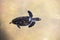 Hawksbill turtle little baby 2-3 months old - Sea turtle swimming on water pond on the farm