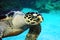 Hawksbill Turtle portrait