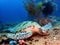 The Hawksbill Turtle sleeping on the earth floor underwater during a leisure dive in Mabul Island, Semporna, Tawau. Sabah, Borneo.