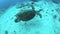 Hawksbill Turtle Swimming
