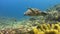 Hawksbill turtle swims over a Coral reef 4K