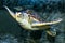 Hawksbill Turtle underwater