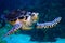 Hawksbill Turtle underwater