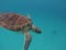 Hawksbill turtle underwater close up Barbados Nature reserve