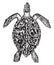 Hawksbill turtle, vintage engraving