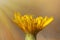 hawkweed flower