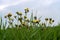 Hawkweed Hieracium umbellatum in front of a blue sky