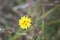 Hawkweed oxtongue in bloom closeup view with blurred background