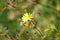 Hawkweed oxtongue in bloom closeup view with green blurred background