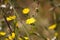 Hawkweed oxtongue in bloom closeup view with selective focus on foreground