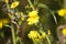 Hawkweed oxtongue in bloom closeup view with selective focus on foreground