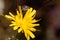 Hawkweed oxtongue Picris hieracioides