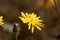 Hawkweed oxtongue Picris hieracioides