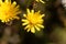 Hawkweed oxtongue Picris hieracioides