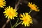 Hawkweed Yellow Flower