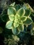 Haworth`s aeonium, AKA Pinwheels. with water drop.