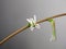 Haworthia attenuata flower