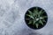 Haworthia attenuata, Havortia, Zebra Cactus. Top view of small green cactus on grey background