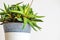 Haworthia attenuata succulent houseplant close-up.
