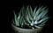 Haworthia attenuata - Zebra Plant - Isolated on Black