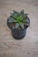 Haworthia cactus in flower pot