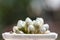 Haworthia cactus succulent bulbs in pot